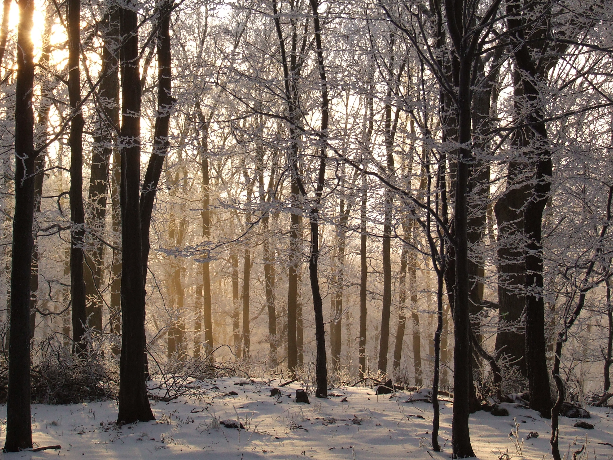 Beech forest Mátra in winter
