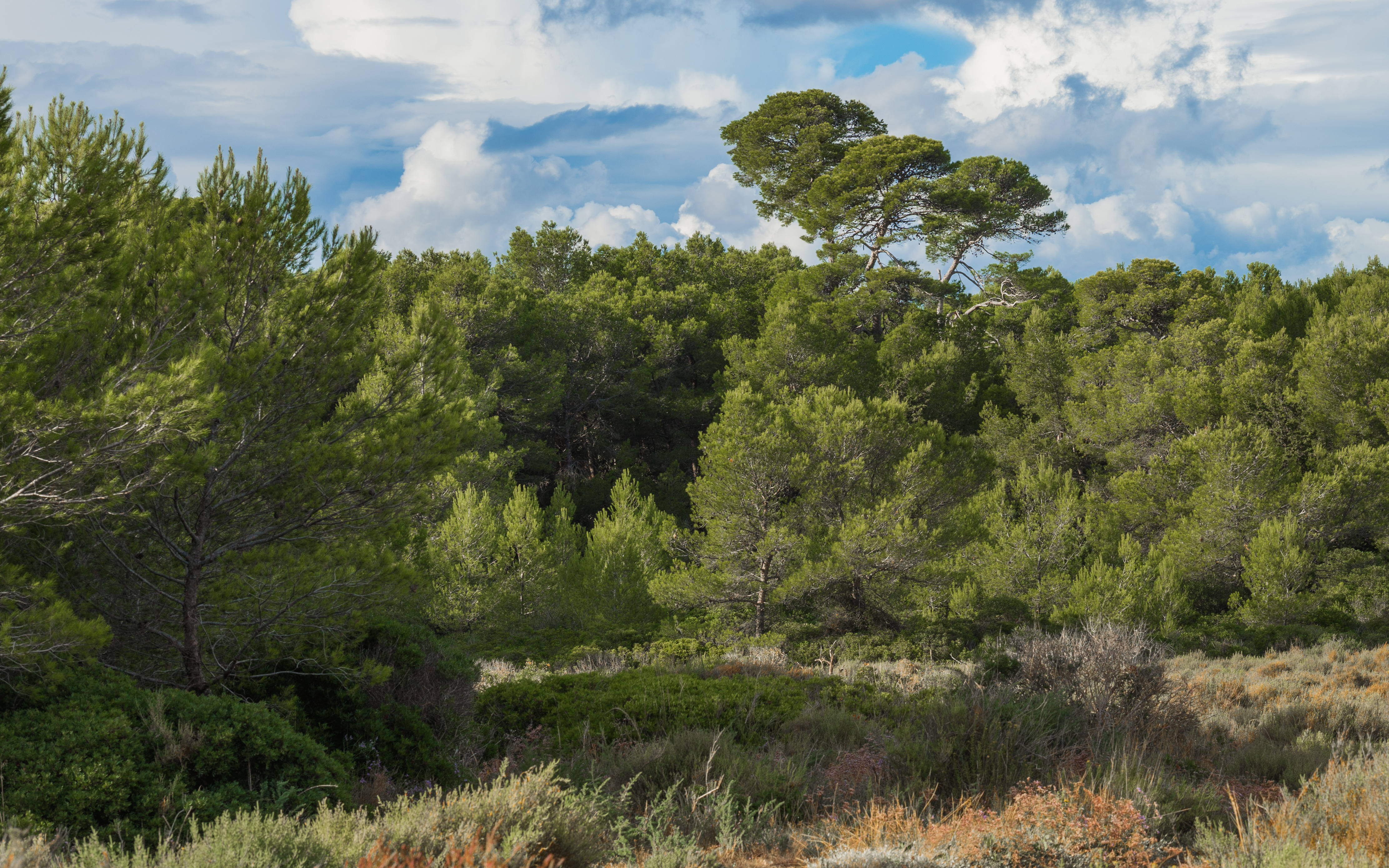 Bois des Aresquiers, Vic-la-Gardiole, Hérault 01