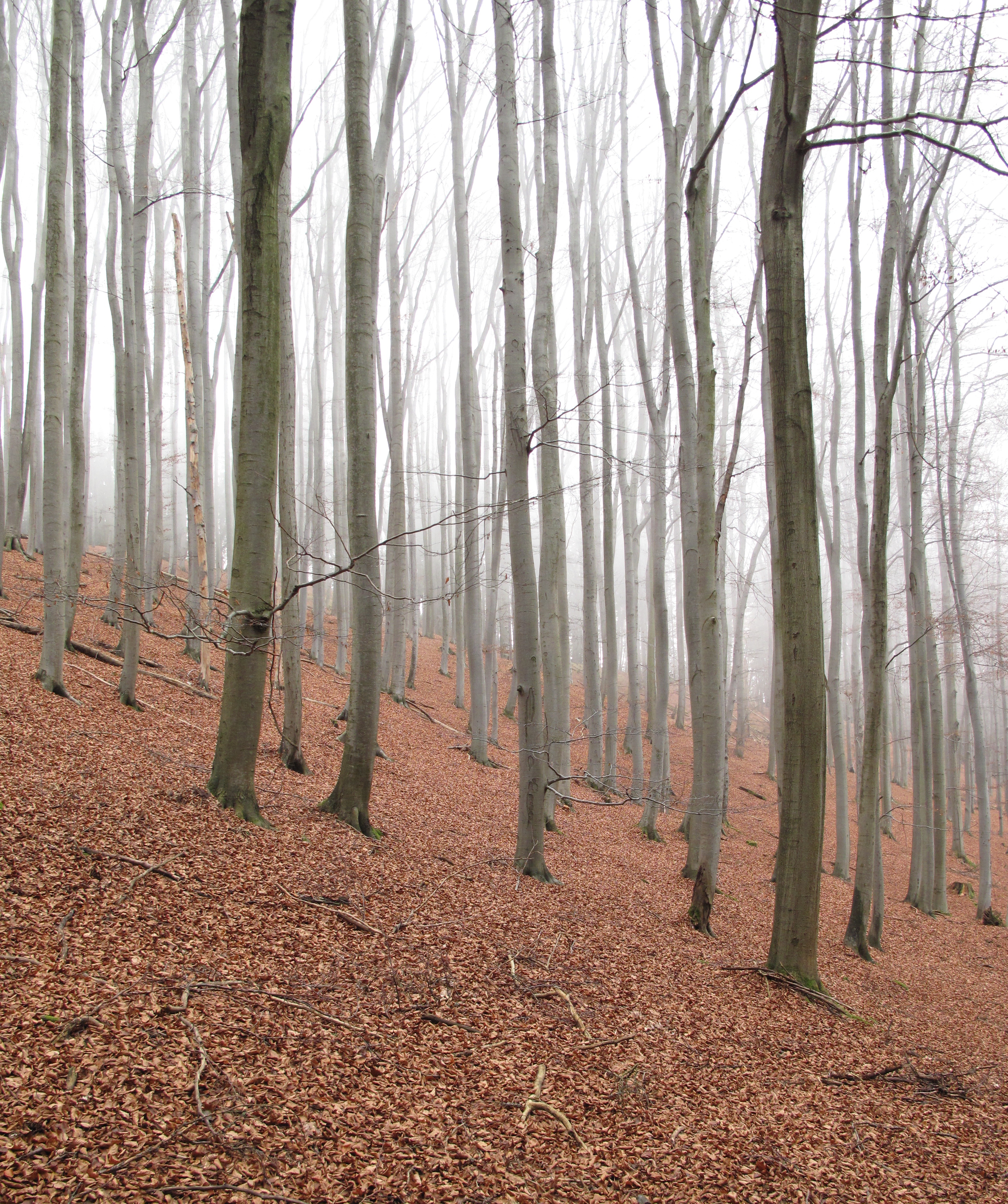 Brdy, Malá Baba, bučina na svahu (002)