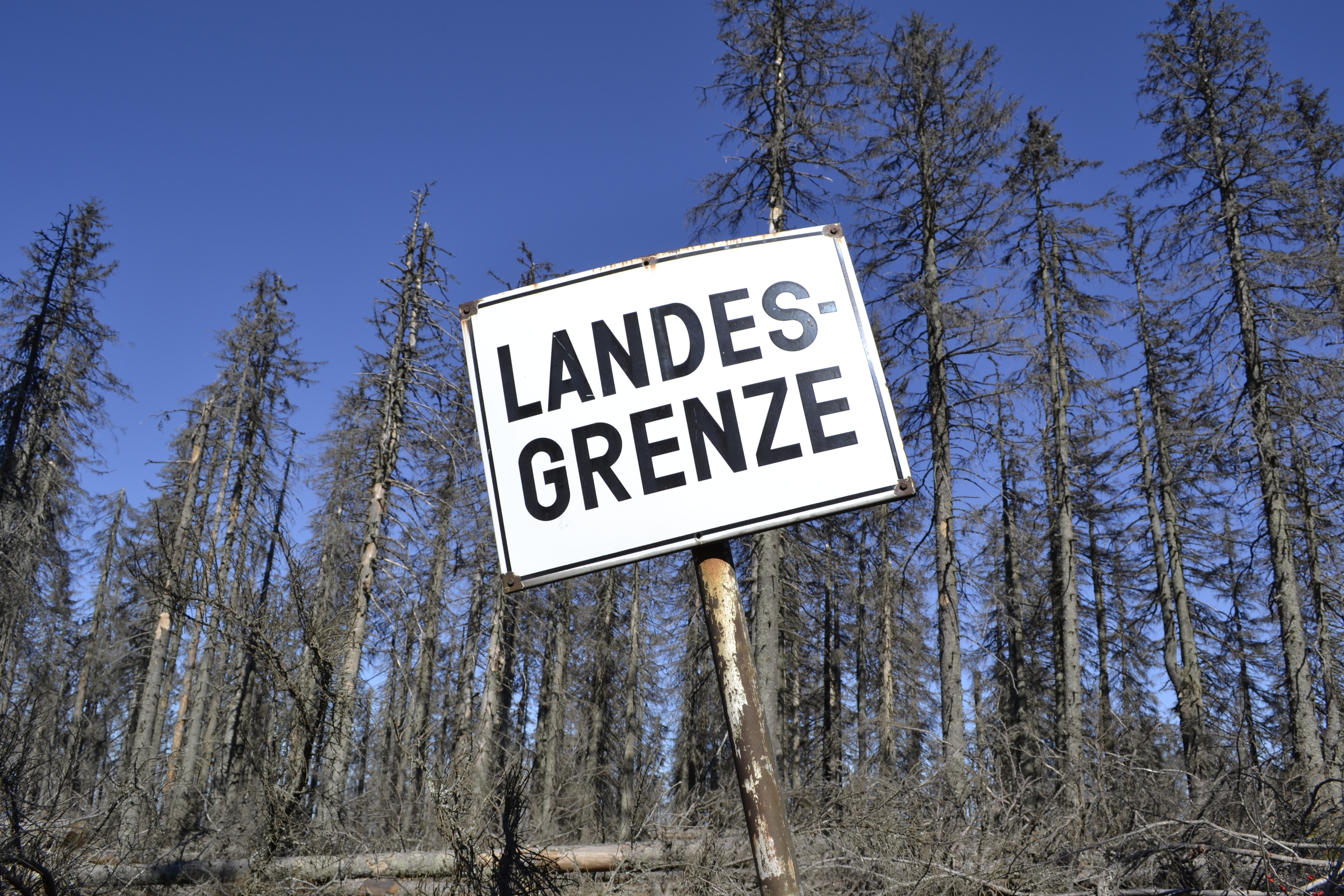 Dead trees in Bavaria and Czechia