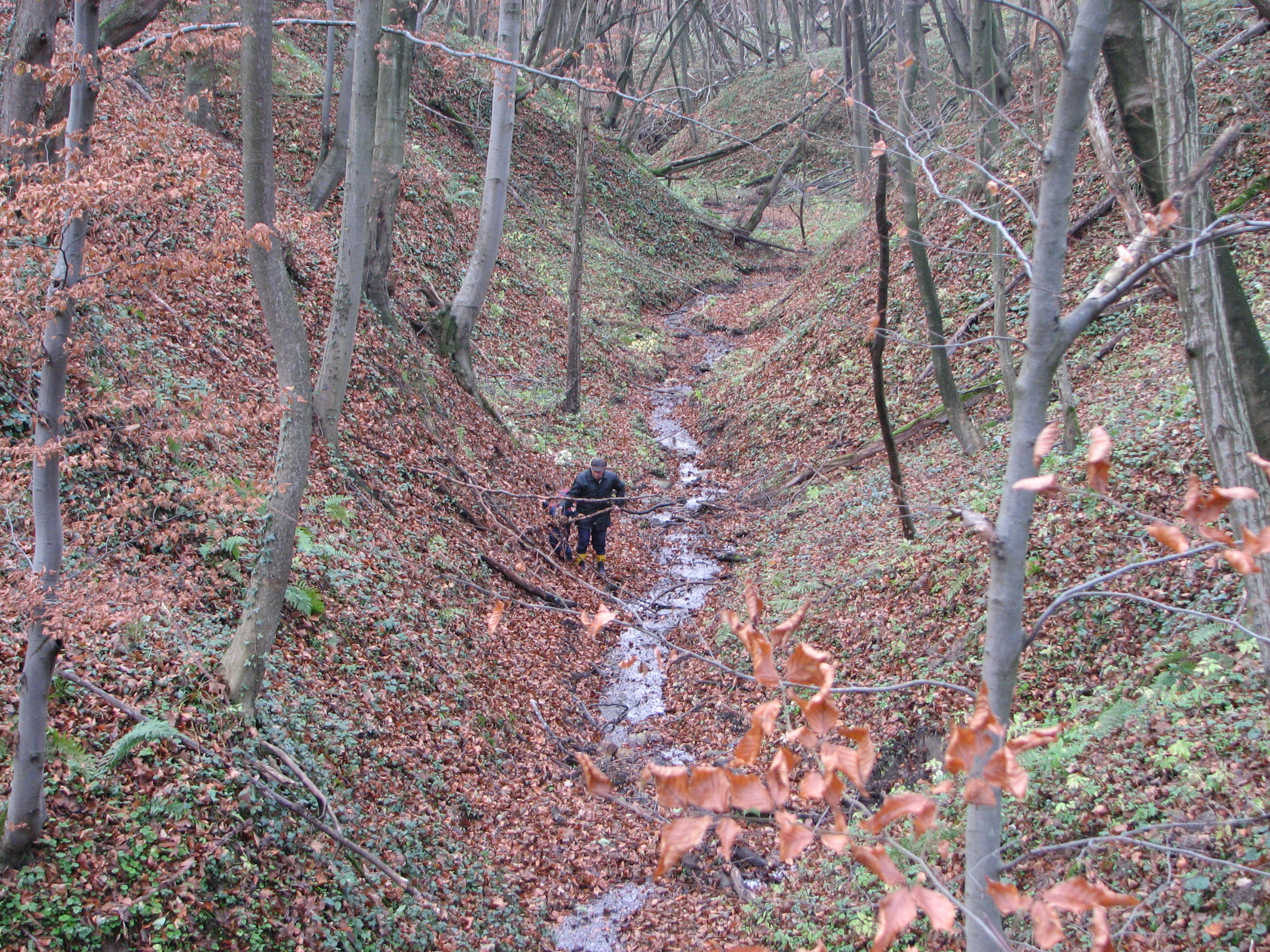 Forest and woods, picture 1.
