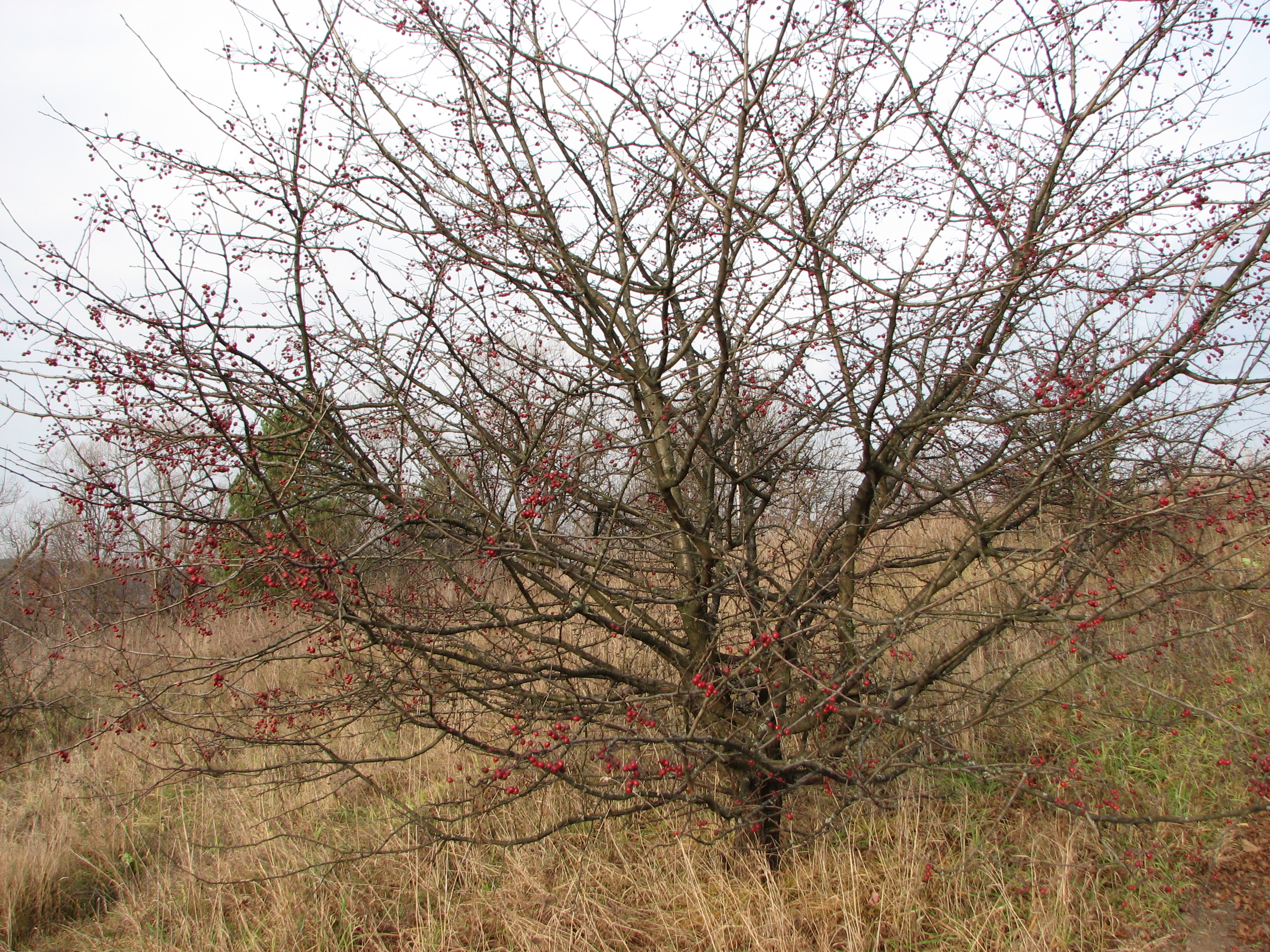 Woods, bush, meadow.