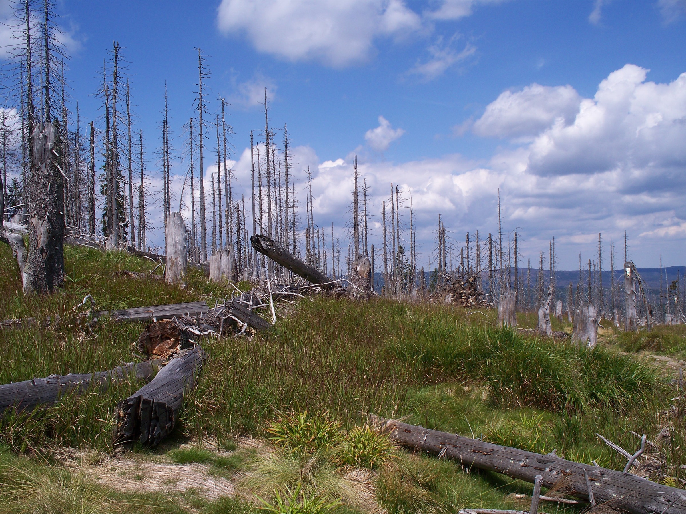 Forest dieback on Rachel mountain -08