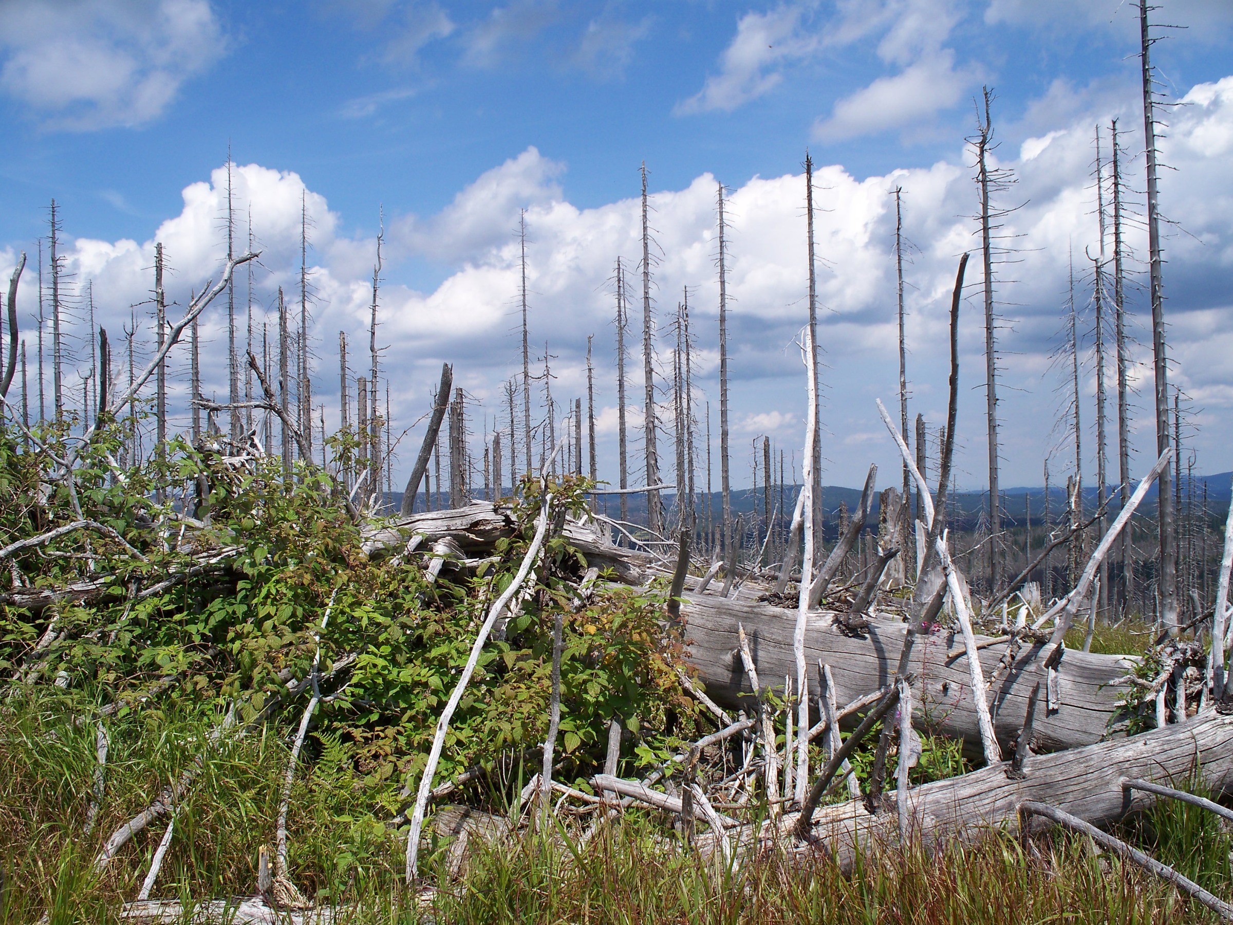 Forest dieback on Rachel mountain -09