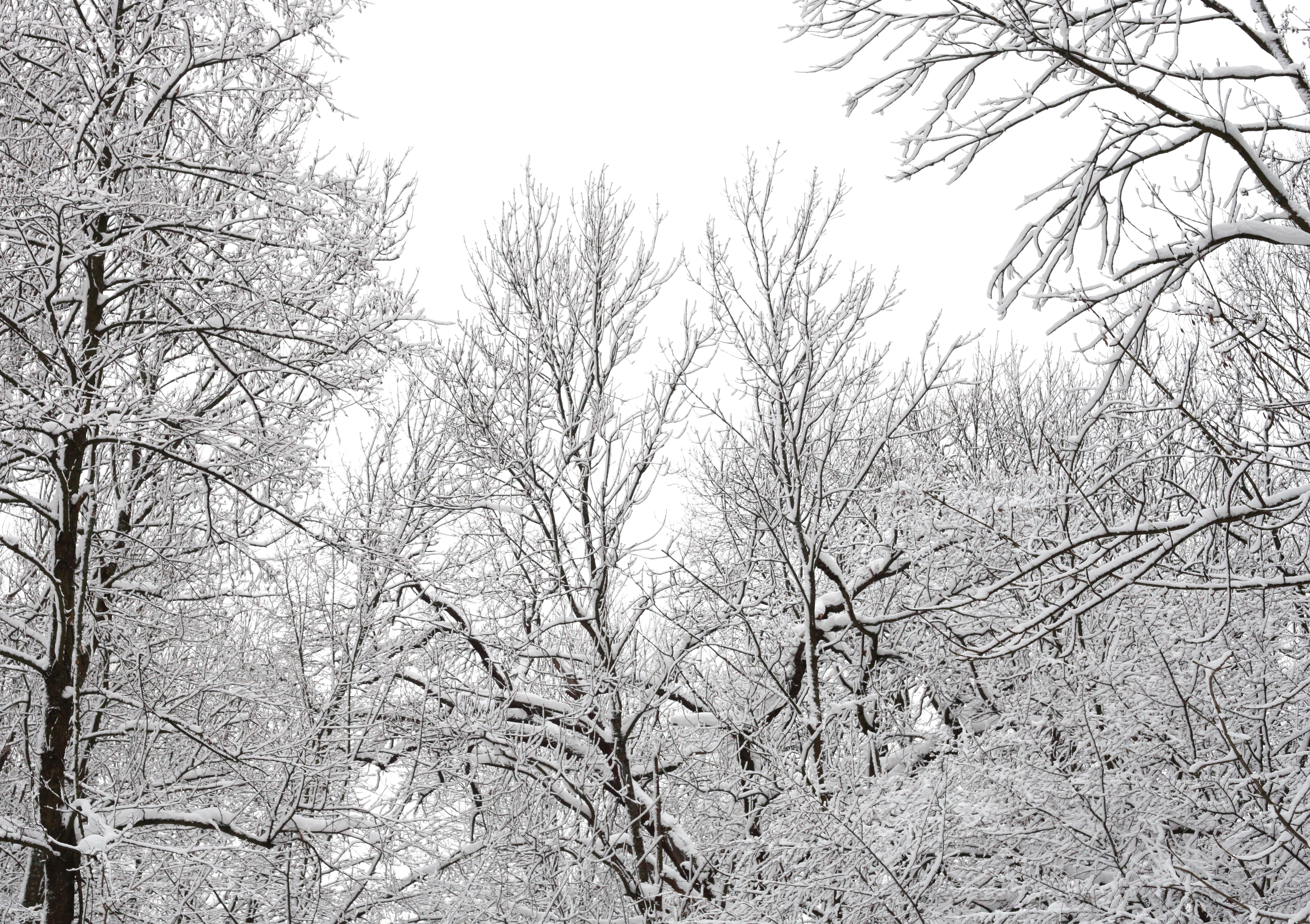 forest in snow in December 2012, photo 7