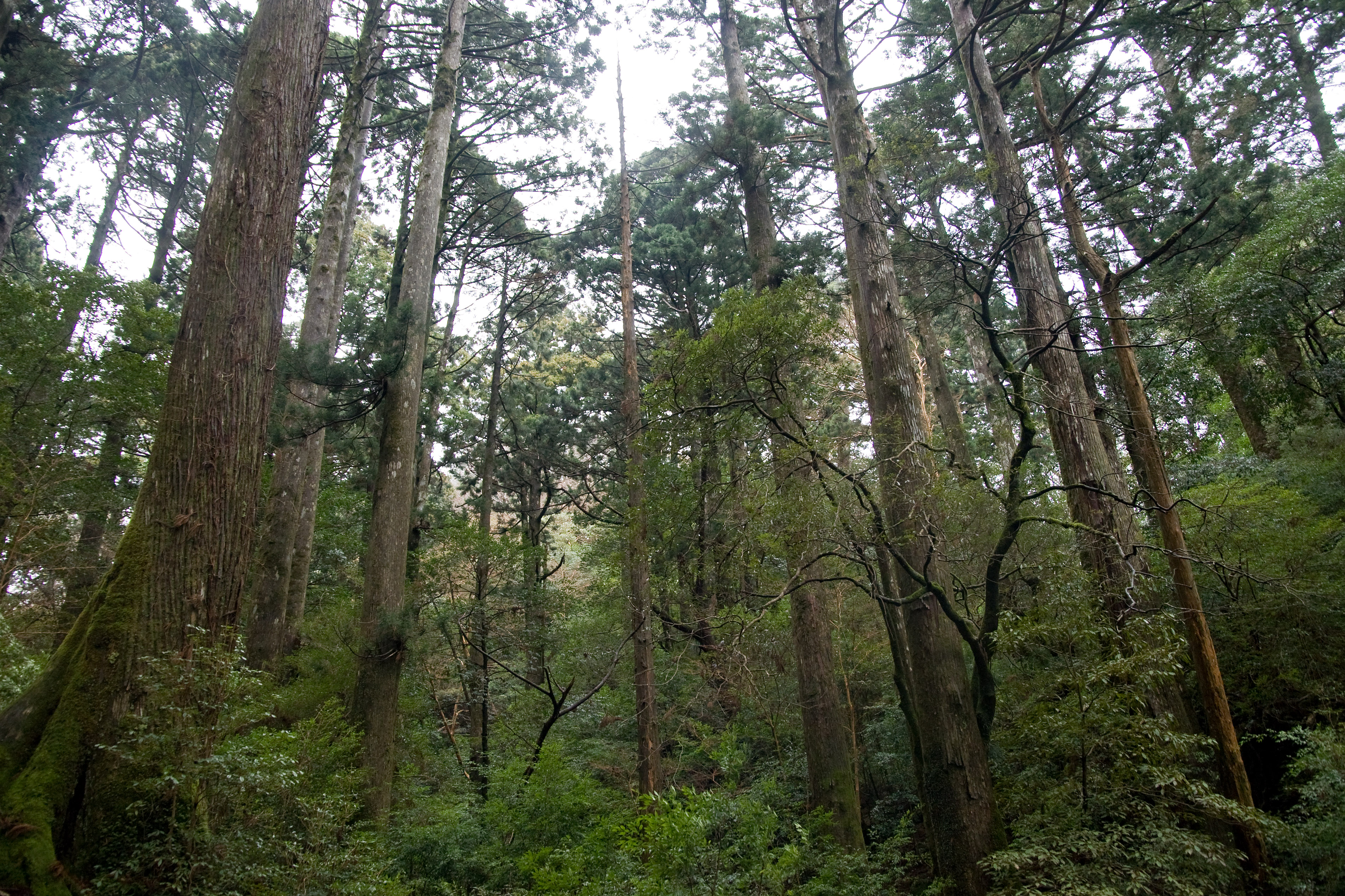 Forest in Yakushima 04