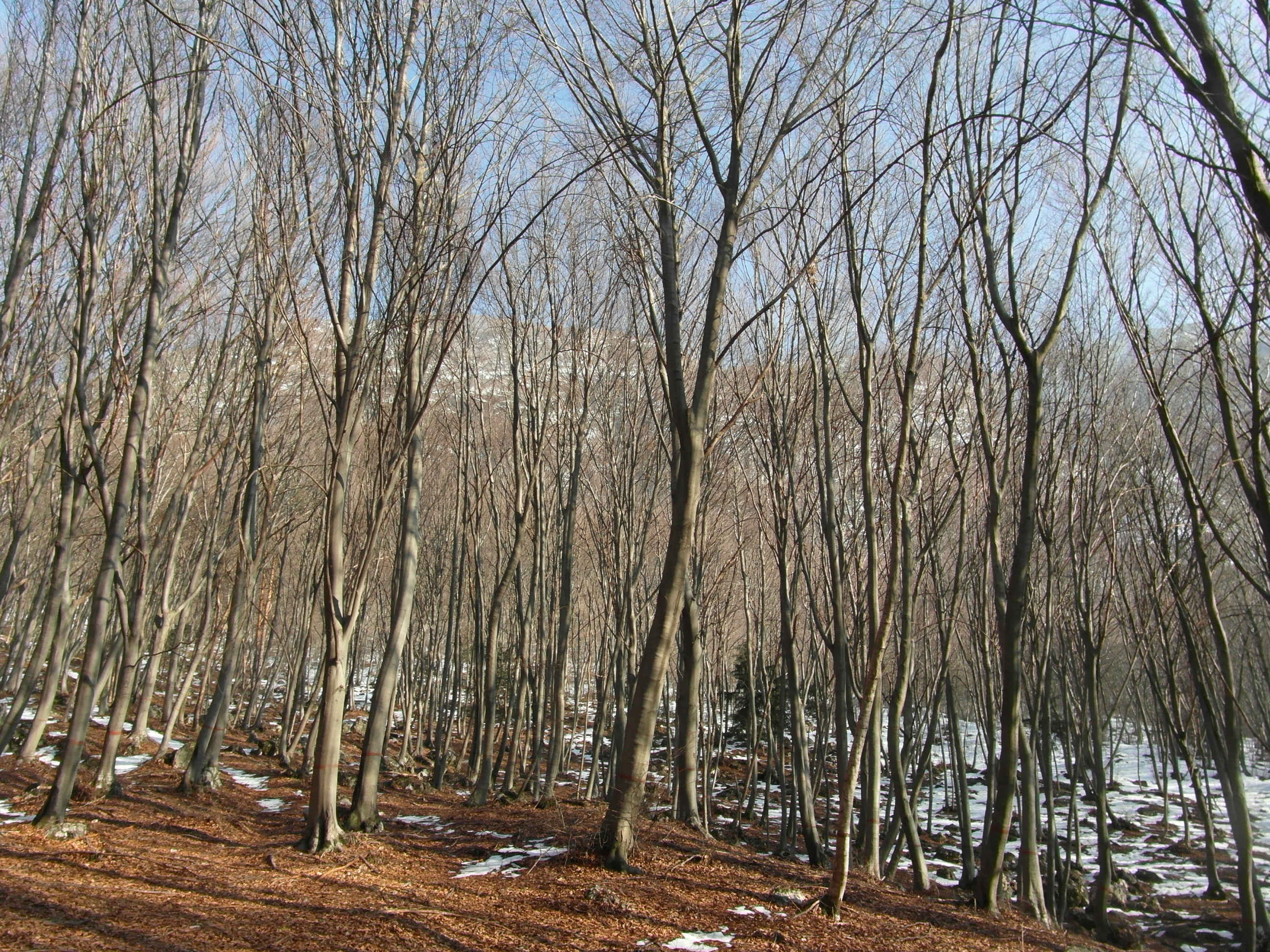 Foresta di alberi spogli a Mattarello