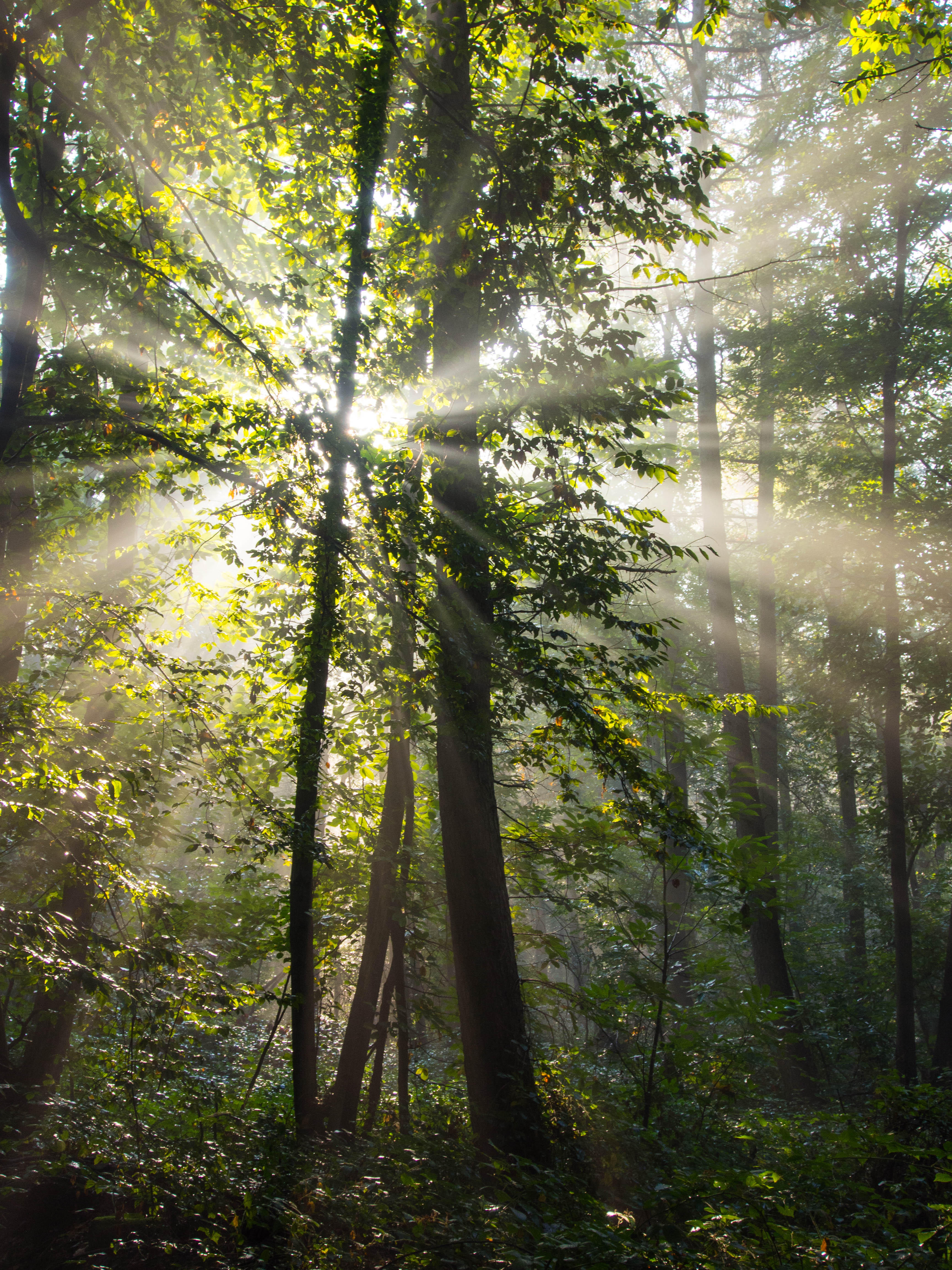 Morninglight (8071299074)