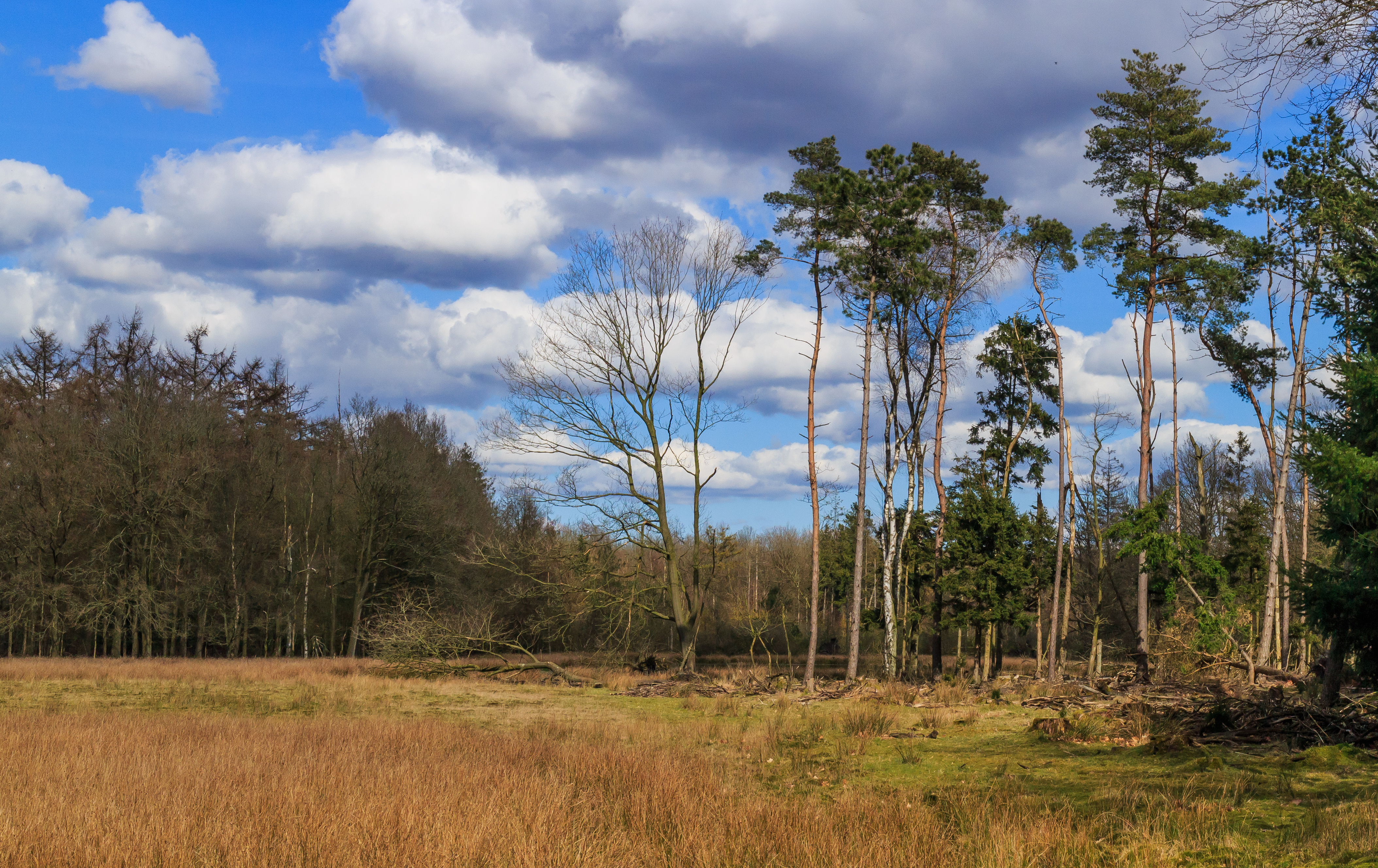 Nationaal Park Drents-Friese Wold. Locatie Dieverzand. Bosrand 03