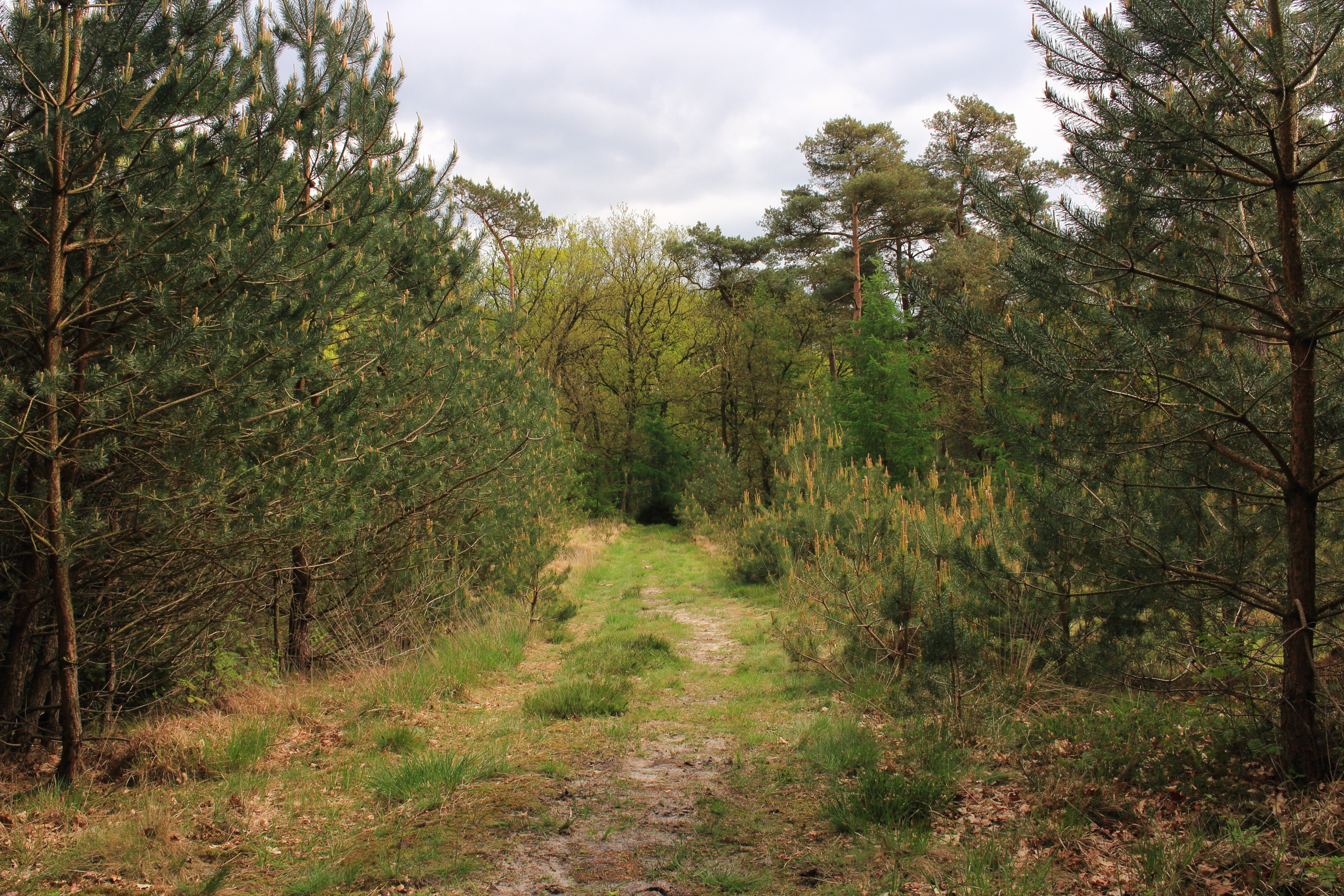 Nationaal Park Drents-Friese Wold 01