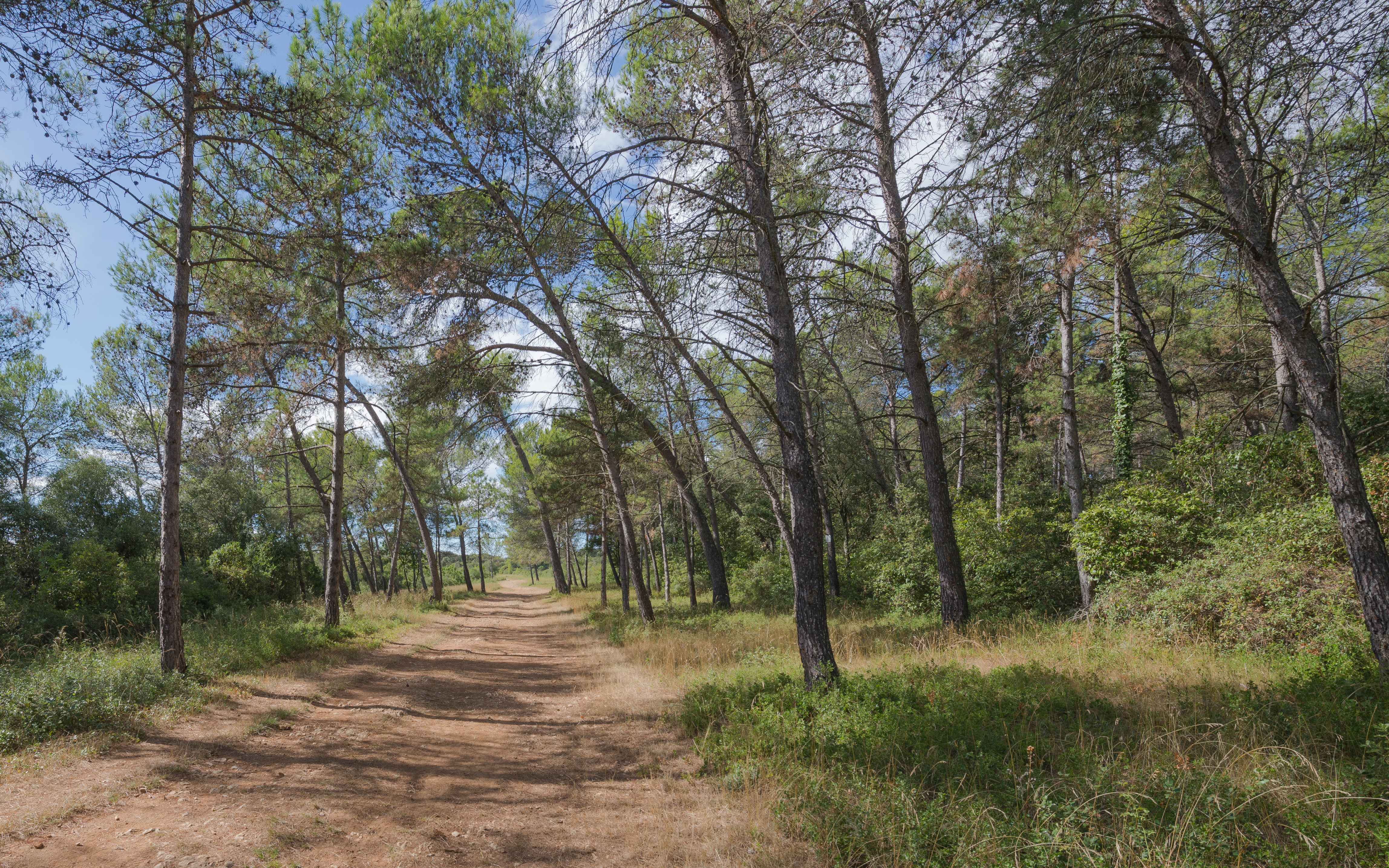 Pinus halepensis, Castries, Hérault 02