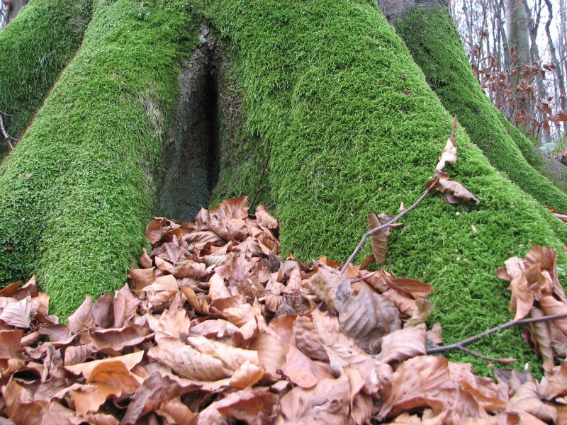 Tree trunk covered with moss near the roots, pic 2
