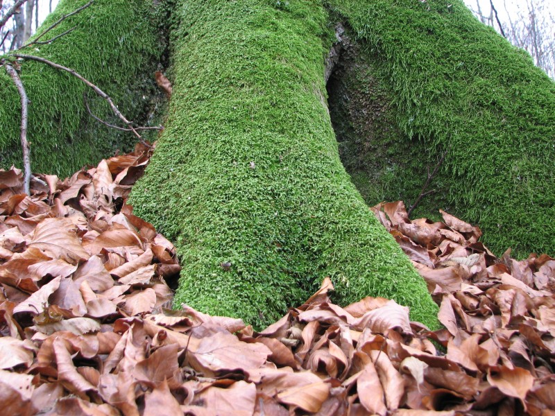 Tree trunk near the root covered with moss, picture 3