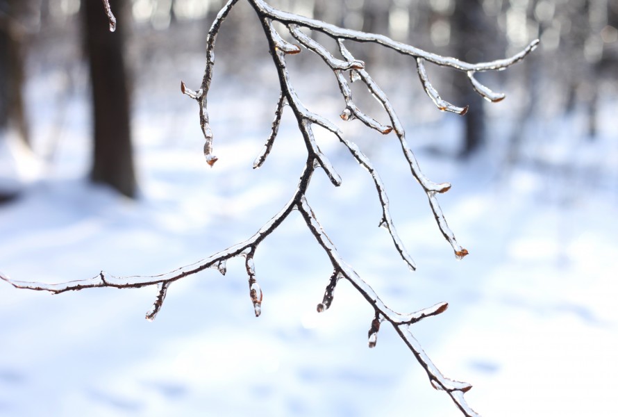 a branch covered with ice, photo 3