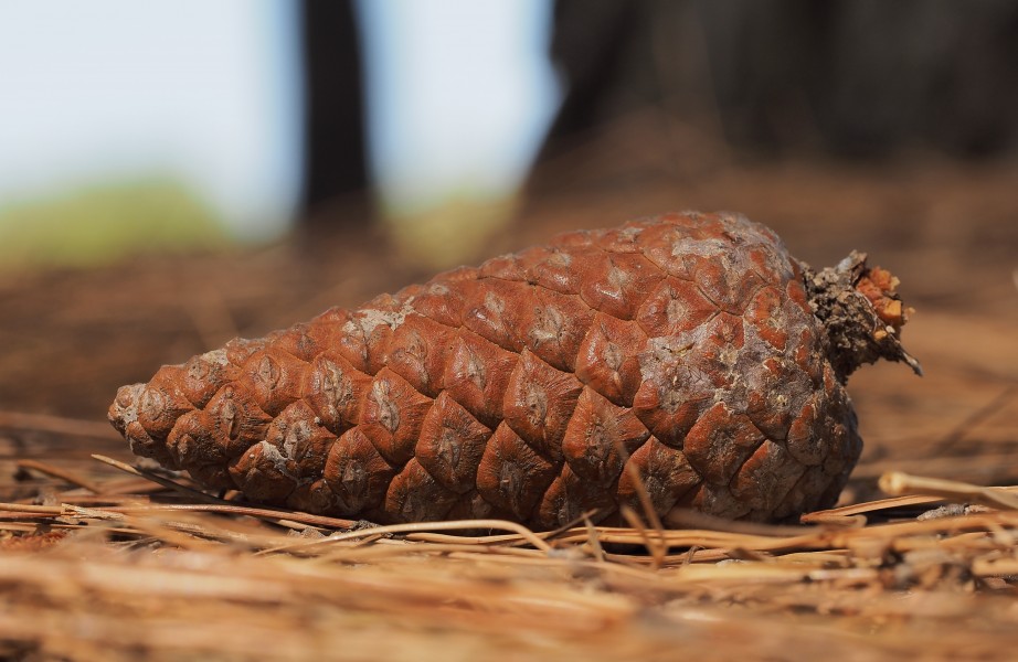 A pine cone