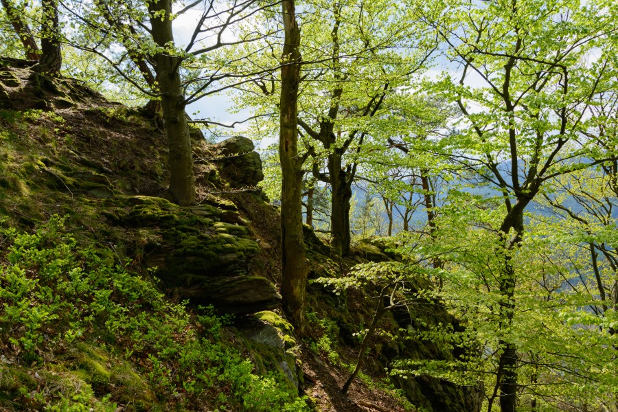 Aggstein Waldimpression 01