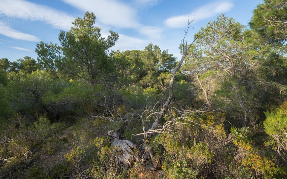Aleppo Pines forest, Pinet, Hérault