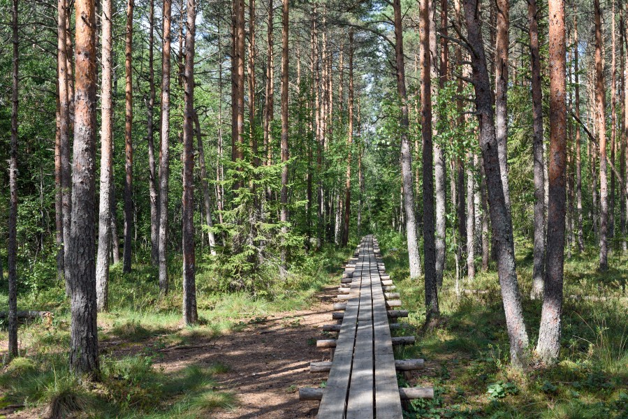 Estonia Endla Nature Reserve 07 Forest