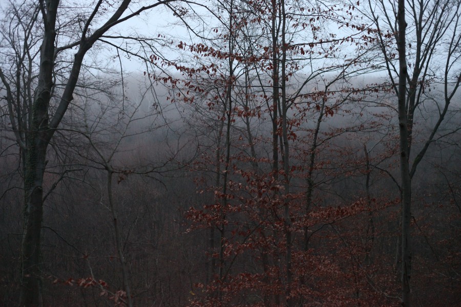 fog in the forest at the dusk, November, Lviv region, Ukraine, photo 2