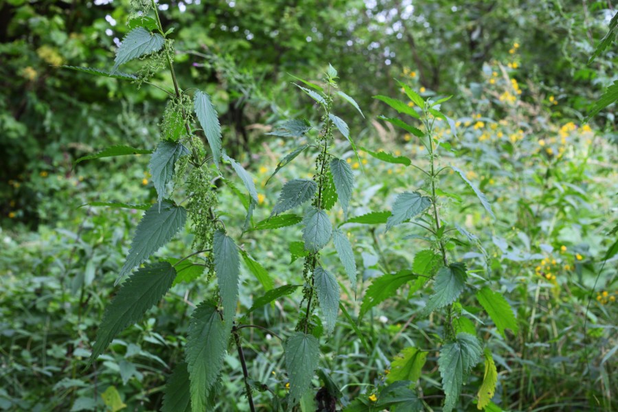 Nettle near a forest about 30 km from Lviv, Ukraine, picture 9