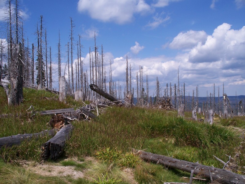 Forest dieback on Rachel mountain -08