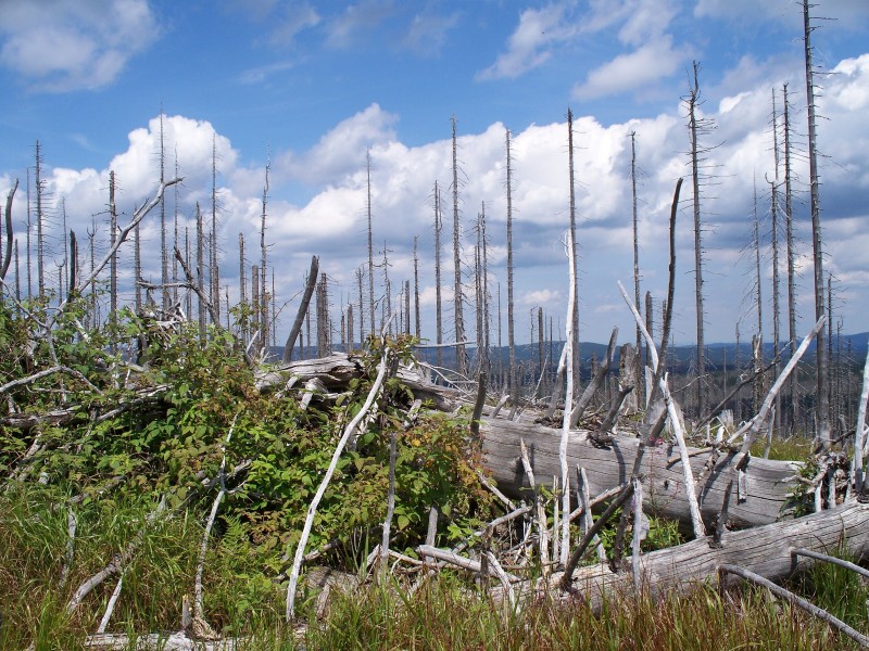 Forest dieback on Rachel mountain -09