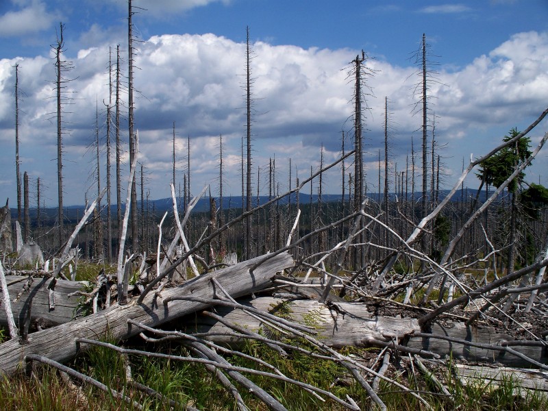 Forest dieback on Rachel mountain, 2010