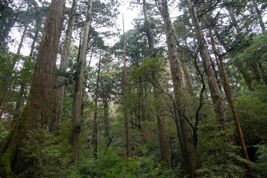 Forest in Yakushima 04