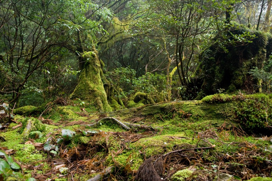 Forest in Yakushima 51