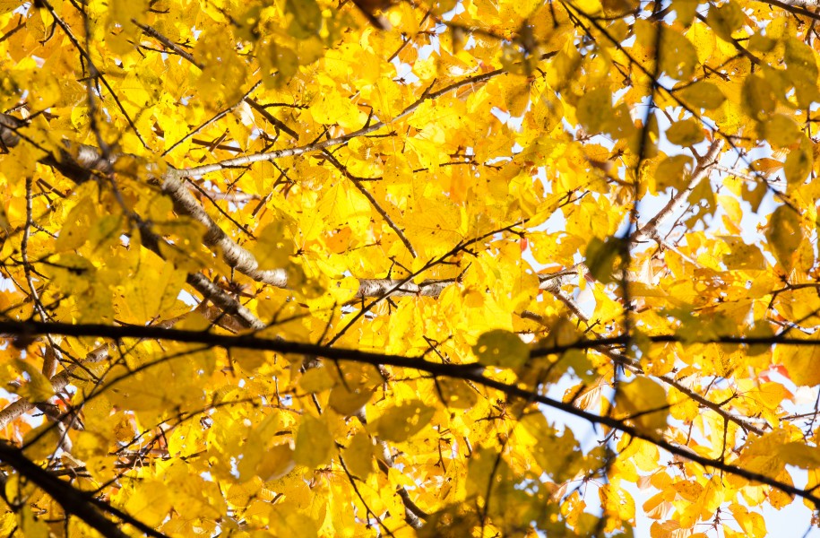 golden tree leaves in October 2013