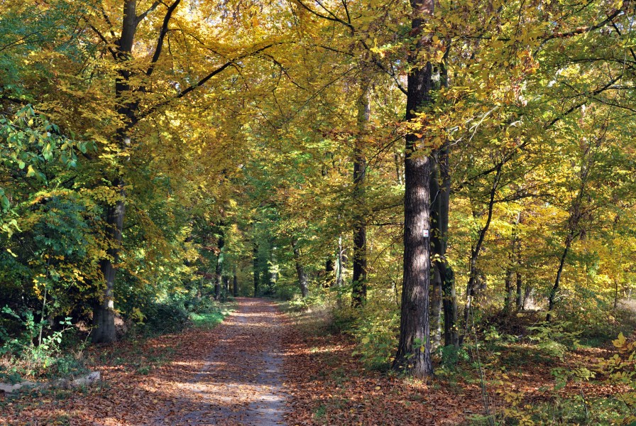 Greutterwald im Herbst