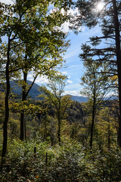 Hainfeld Kirchberg Herbstwald 01