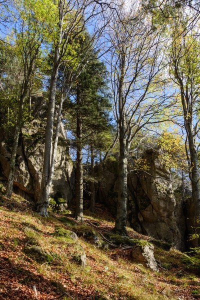 Hainfeld Kirchberg Herbstwald 02