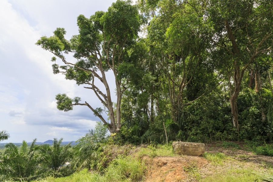 Kimanis Sabah Plantation-of-Sawit-KK-04