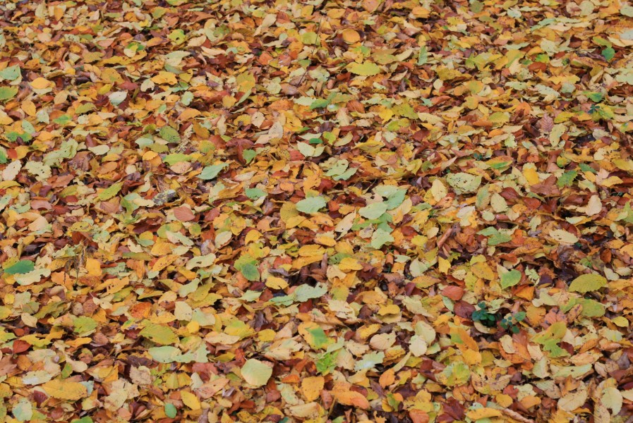 leaves in the forest in October in Lviv region