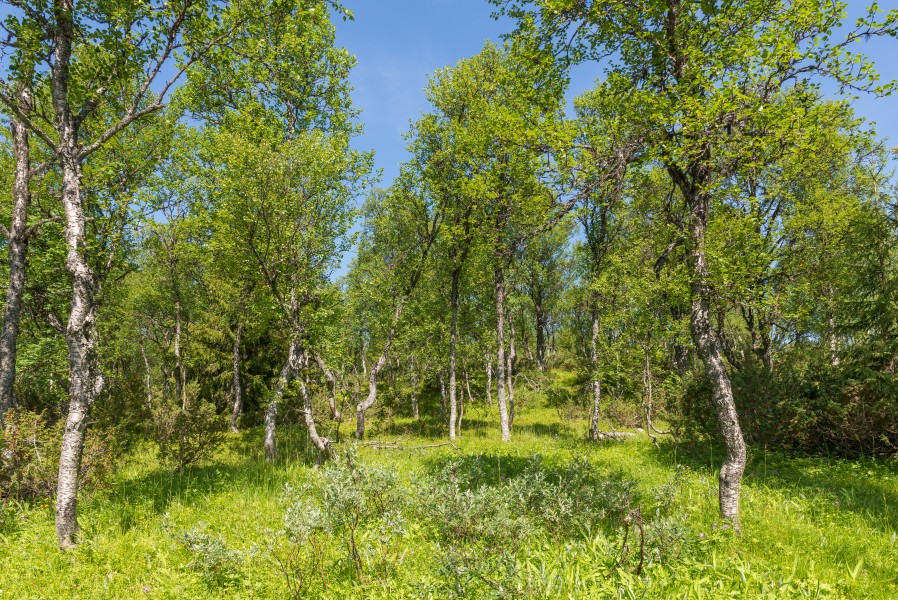 Ljungdalen July 2013 01