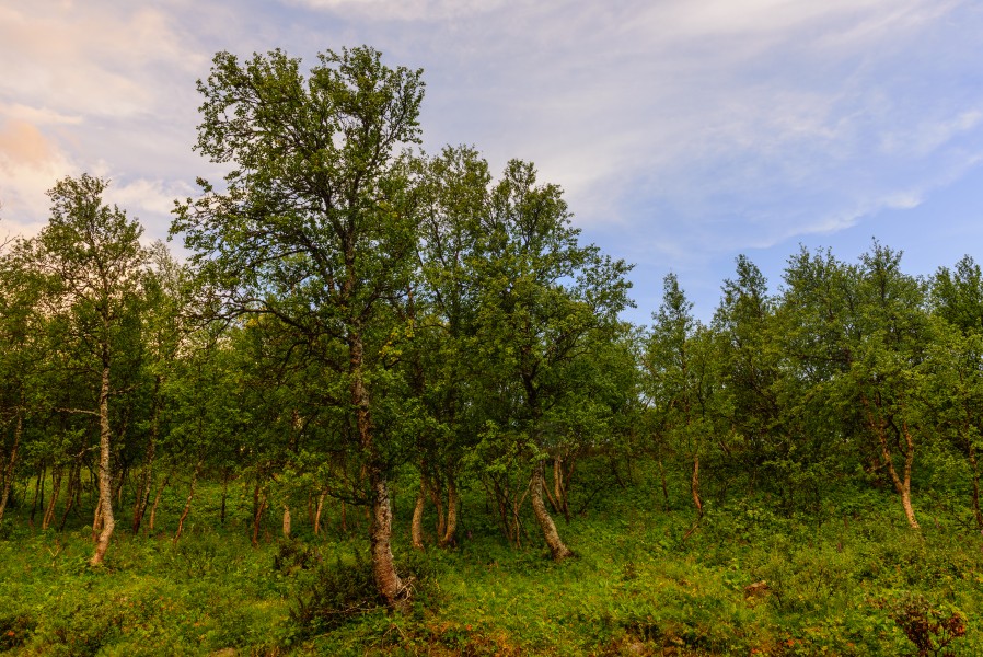 Ljungdalen July 2013 03