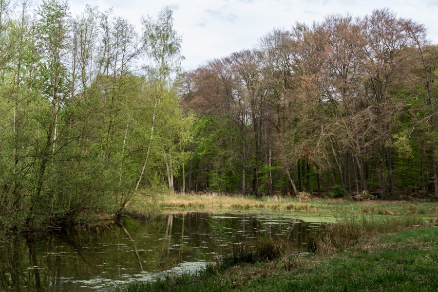 Münster, Wolbeck, Wolbecker Tiergarten, Naturwaldzelle -Teppes Viertel- -- 2014 -- 7078