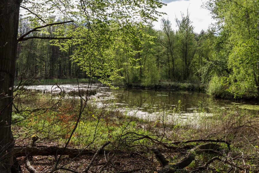 Münster, Wolbeck, Wolbecker Tiergarten, Naturwaldzelle -Teppes Viertel- -- 2014 -- 7095