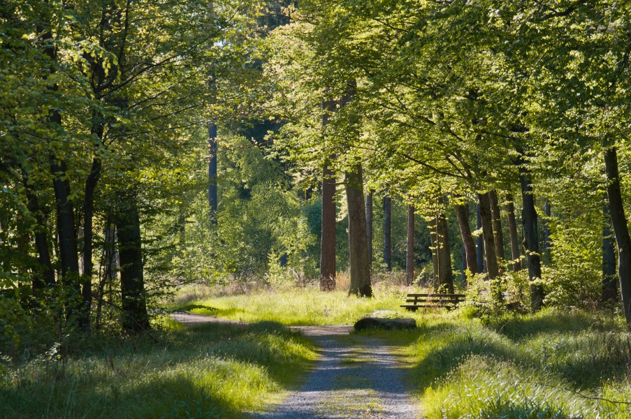 NSG Rotwildpark Stuttgart 2014 06 Wald