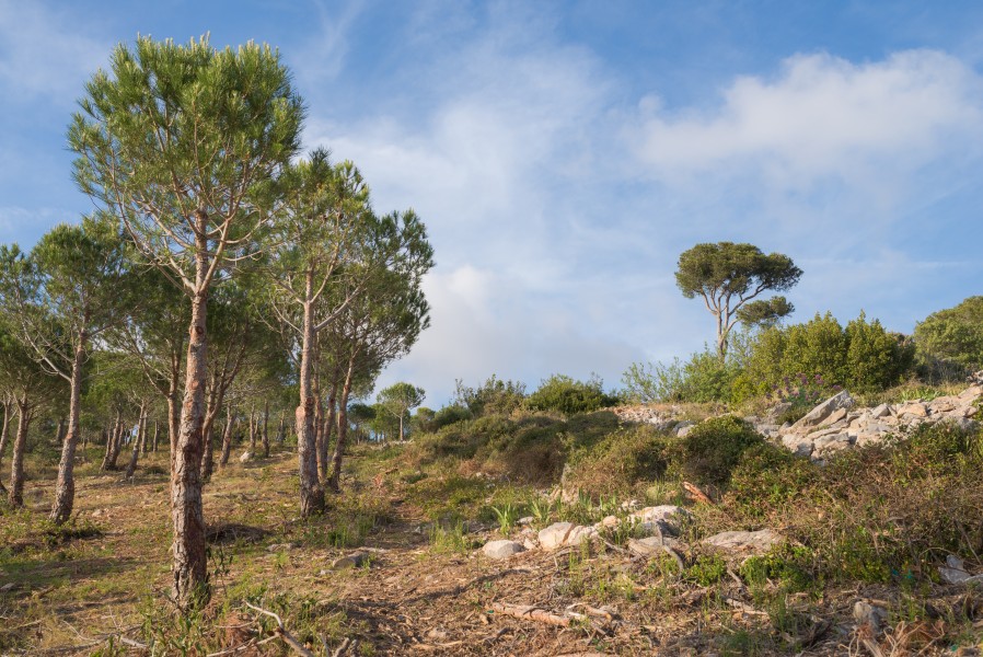 Pine forest of Sète