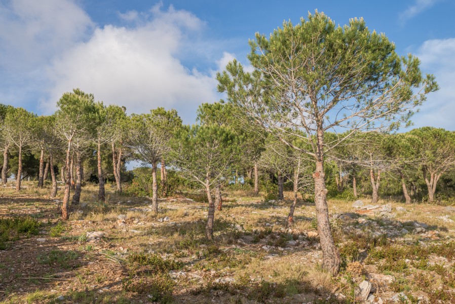 Pine forest of Sète 03