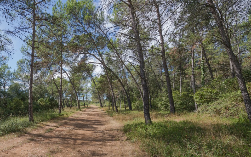 Pinus halepensis, Castries, Hérault 02