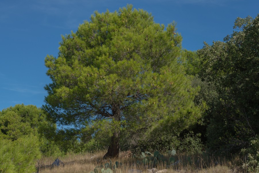 Pinus halepensis, Sète, Hérault 01