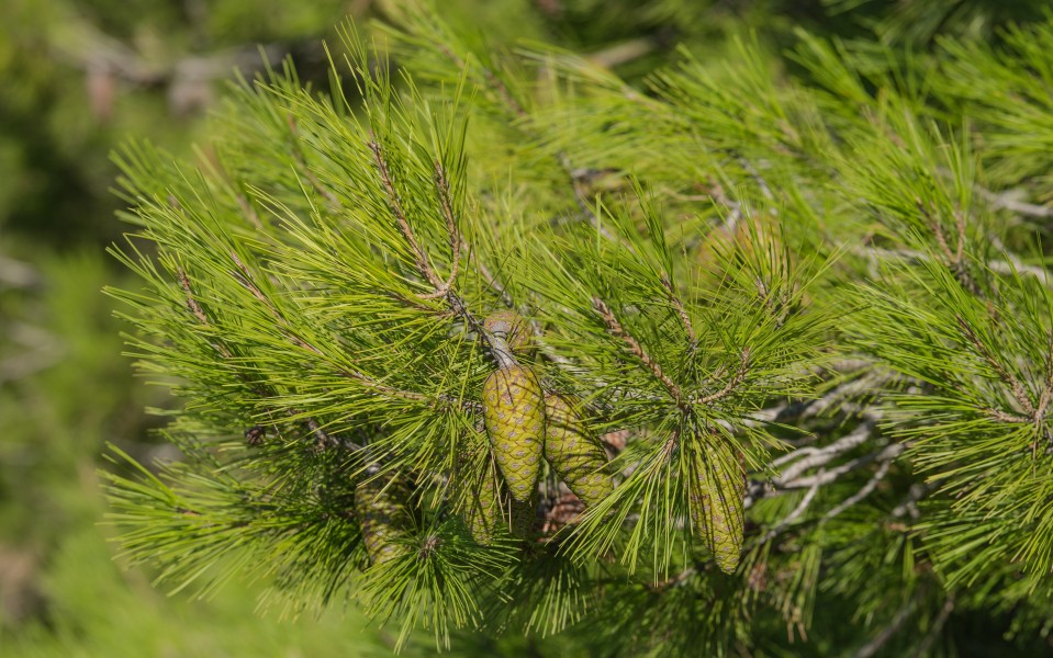 Pinus halepensis cone, Sète, Hérault 01