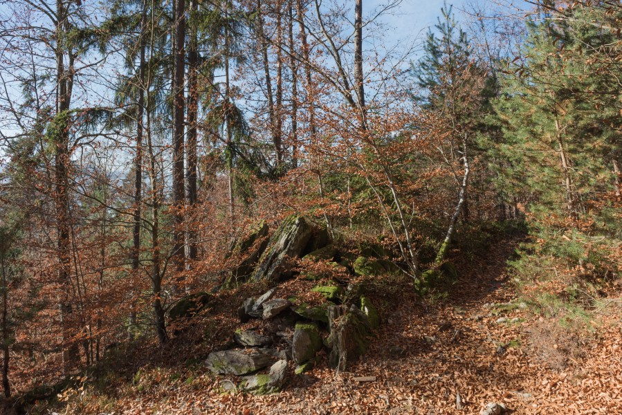 Poertschach Bannwaldweg im Herbst 16112015 9051