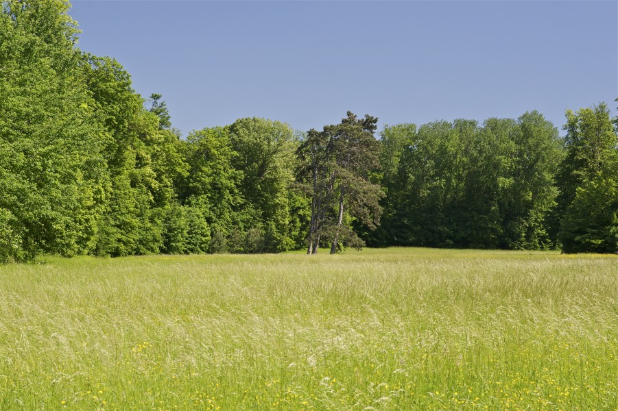 Prairie et forêt parc Champs sur Marne