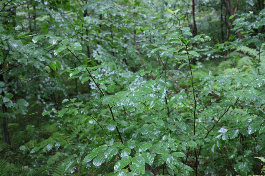 Rainy forest, picture 13