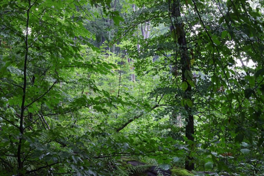 Rainy forest, picture 18