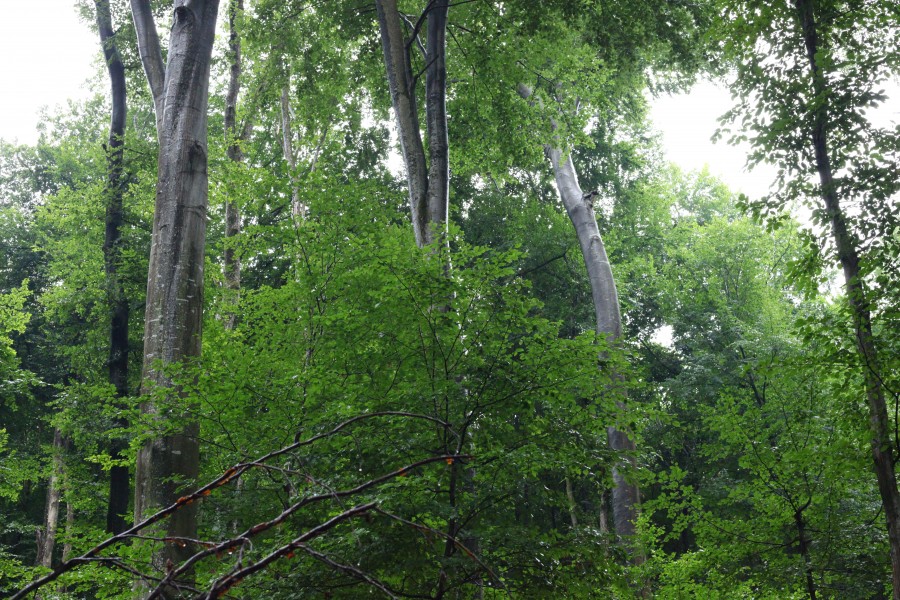 Rainy forest, picture 35